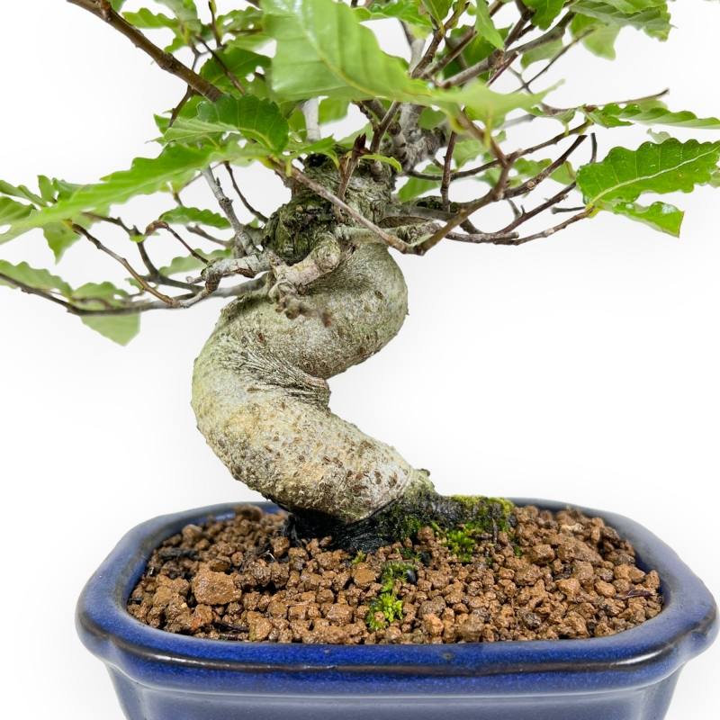Fagus Crenata - 21 cm