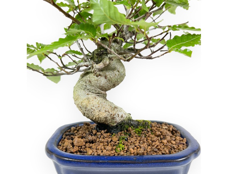 Fagus Crenata - Faggio - 21 cm