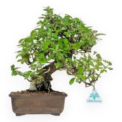 Pyracantha - 32 cm