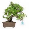 Pyracantha - 32 cm