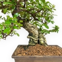 Pyracantha - 32 cm