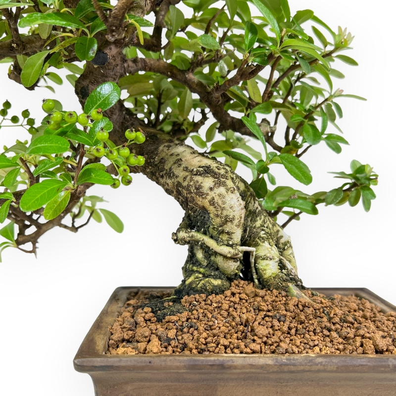 Pyracantha - 32 cm