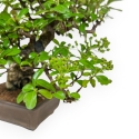 Pyracantha - 32 cm