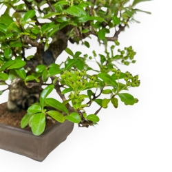 Pyracantha - 32 cm