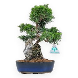 Juniperus Chinensis Itoigawa - Ginepro - 28 cm