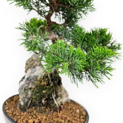 Juniperus Chinensis Itoigawa - Ginepro - 28 cm