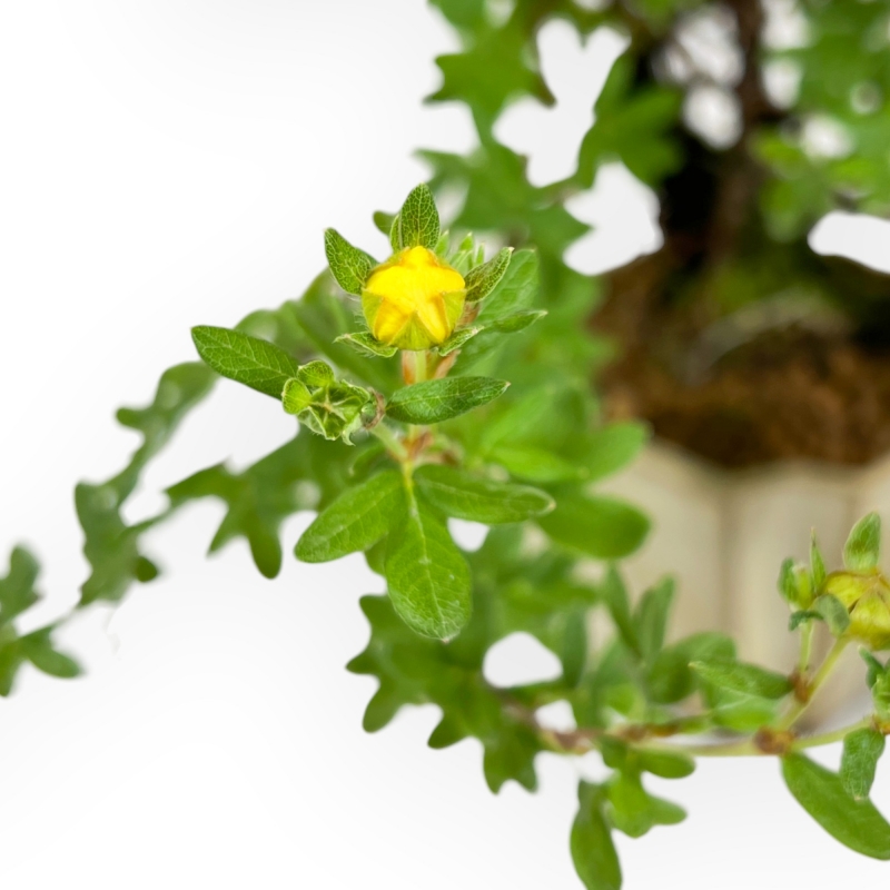 Potentilla Fruticosa - 30 cm