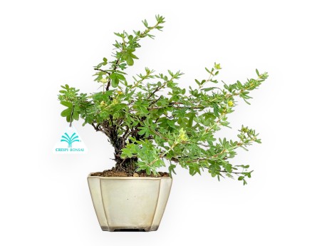 Potentilla Fruticosa - 30 cm