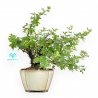 Potentilla Fruticosa - 30 cm