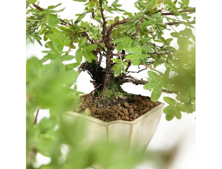 Potentilla Fruticosa - 30 cm