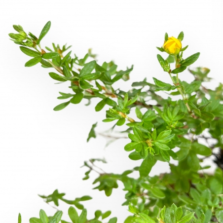 Potentilla Fruticosa - 30 cm