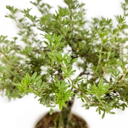 Potentilla Fruticosa - 32 cm