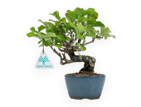 Celastrus Orbiculatus - Oriental Bittersweet - 21 cm