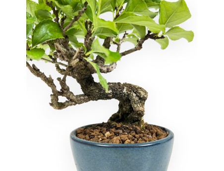 Celastrus Orbiculatus - Oriental Bittersweet - 21 cm