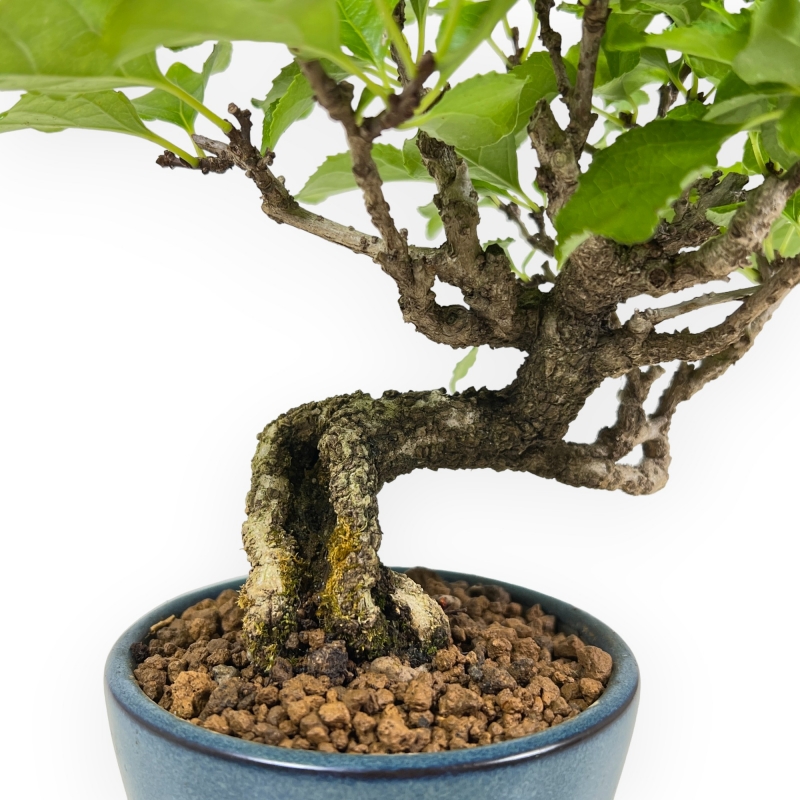 Celastrus Orbiculatus - claustro oriental agridulce - 21 cm