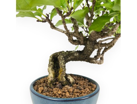 Celastrus Orbiculatus - Celastro - 21 cm