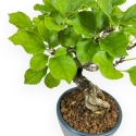 Celastrus Orbiculatus - Boomwurger - 21 cm