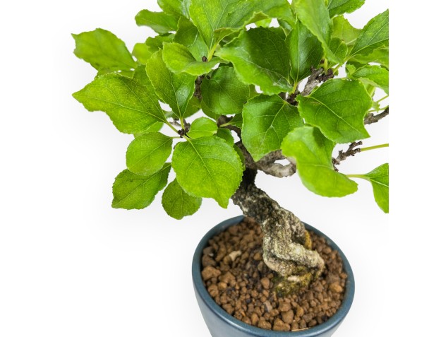 Celastrus Orbiculatus - claustro oriental agridulce - 21 cm 2