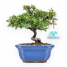 Cotoneaster Horizontalis - Cotognastro - 20 cm
