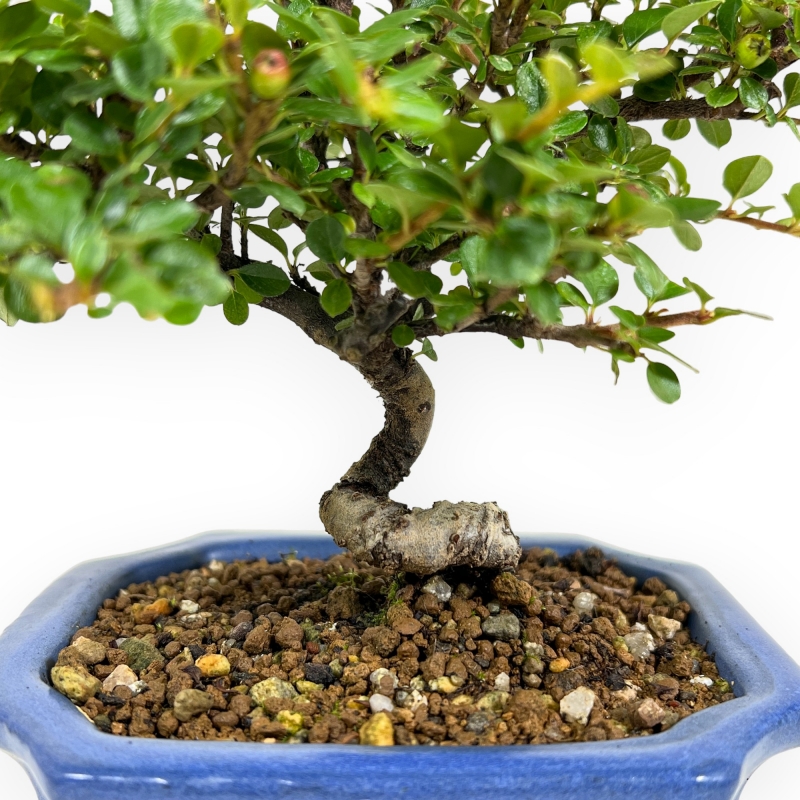 Cotoneaster Horizontalis - 20 cm