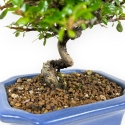 Cotoneaster Horizontalis - 20 cm