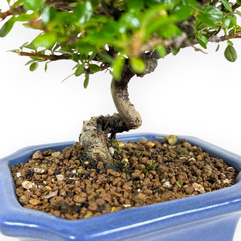 Cotoneaster Horizontalis - 20 cm