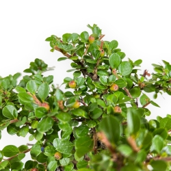 Cotoneaster Horizontalis - 20 cm