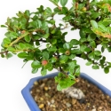 Cotoneaster Horizontalis - 20 cm