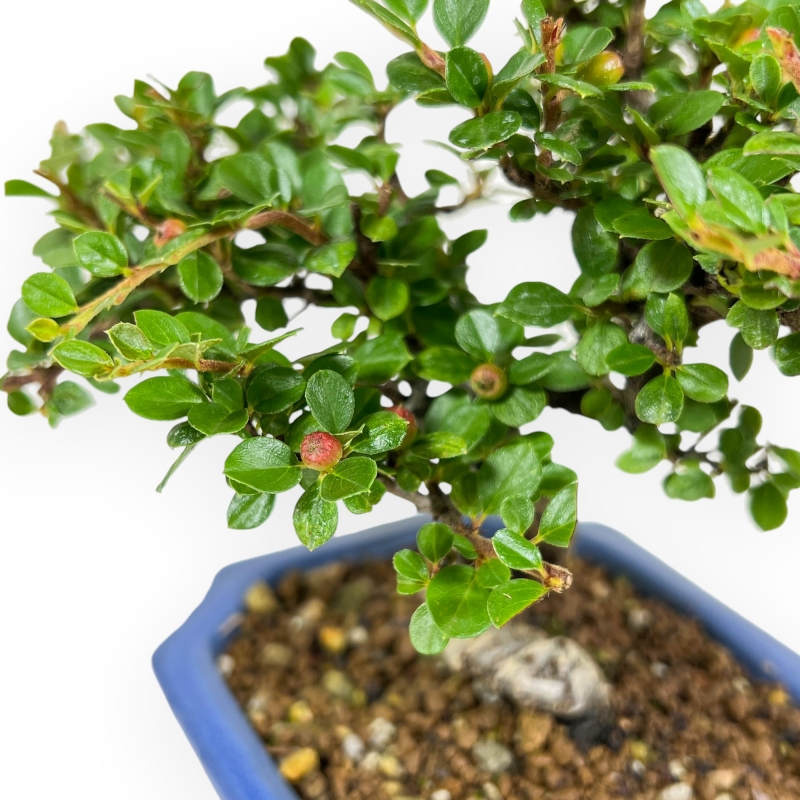 Cotoneaster Horizontalis - 20 cm