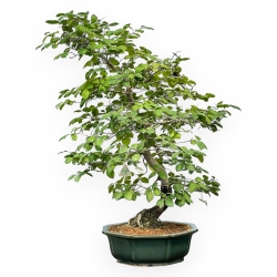 Diospyros Kaki - Plaqueminier - 89 cm