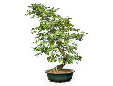 Diospyros Kaki - Kaki - 89 cm