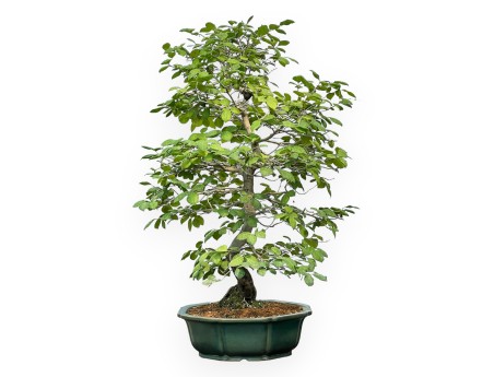 Diospyros Kaki - Plaqueminier - 89 cm