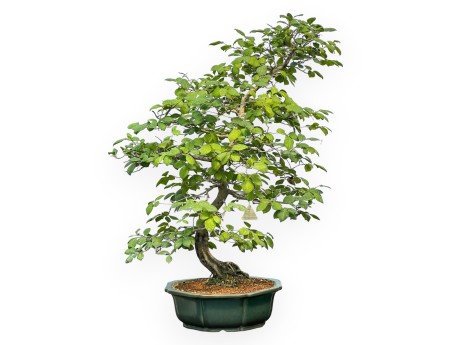 Diospyros Kaki - Plaqueminier - 89 cm