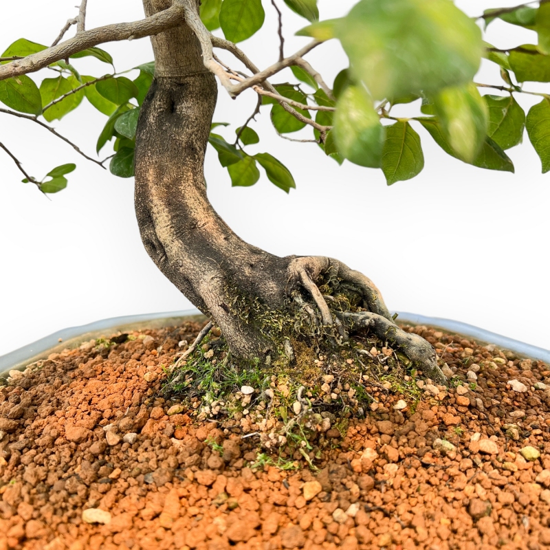 Diospyros Kaki - Kaki - 89 cm