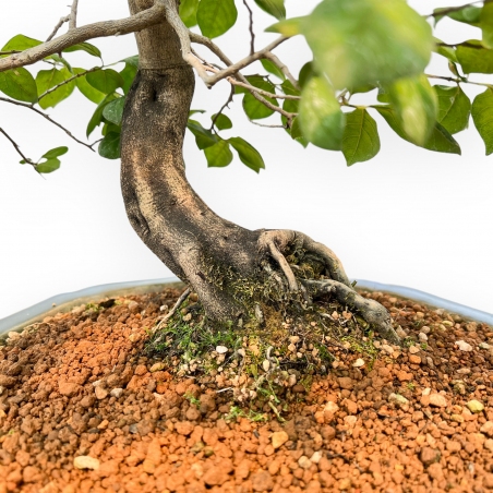 Diospyros Kaki - Kaki - 89 cm