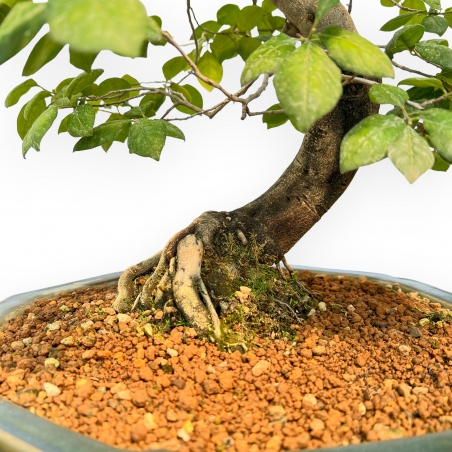 Diospyros Kaki - Plaqueminier - 89 cm