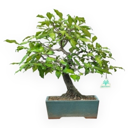 Diospyros Kaki - Kaki - 33 cm