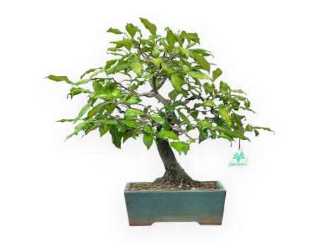 Diospyros Kaki - Kaki - 33 cm