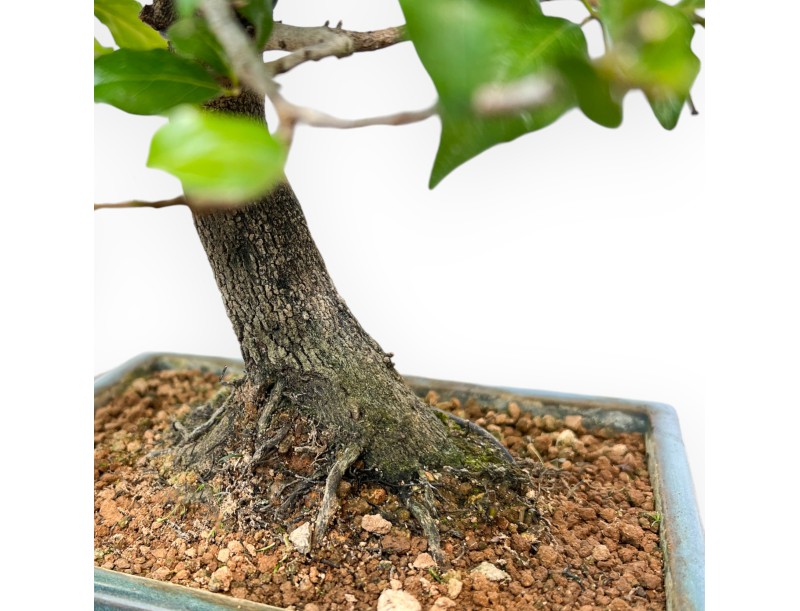 Diospyros Kaki - Plaqueminier - 33 cm