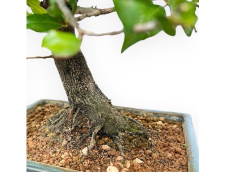 Diospyros Kaki - Plaqueminier - 33 cm