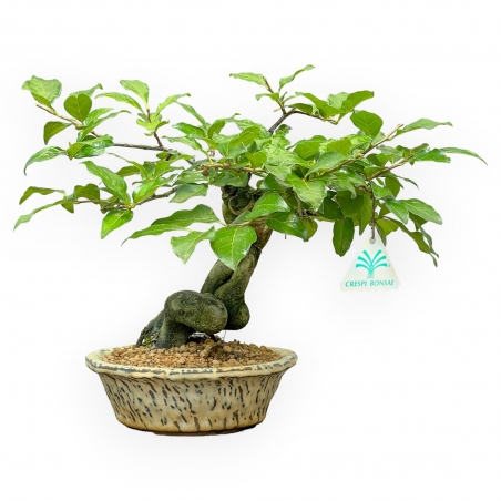 Diospyros Kaki - Kaki - 27 cm