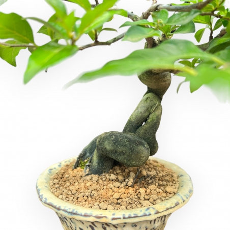 Diospyros Kaki - Kaki - 27 cm