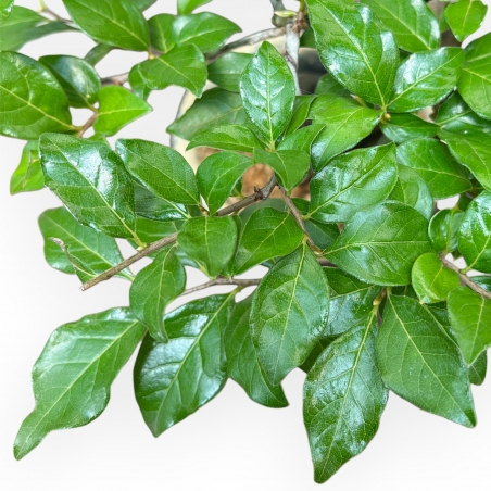 Diospyros Kaki - Kaki - 27 cm