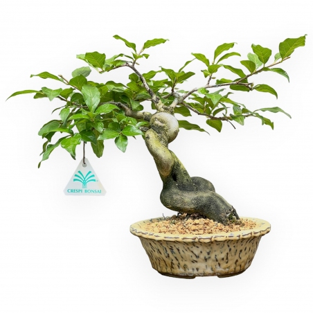 Diospyros Kaki - Kaki - 27 cm