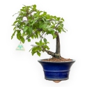 Diospyros kaki - Kaki - 34 cm