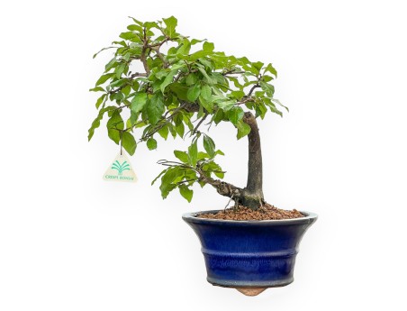 Diospyros kaki - Caqui - 34 cm