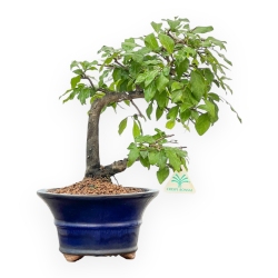 Diospyros kaki - Kaki - 34 cm