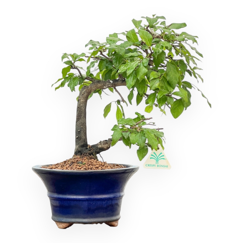 Diospyros kaki - Kaki - 34 cm