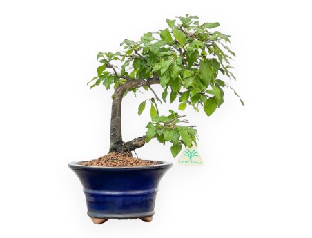 Diospyros kaki - Plaqueminier - 34 cm