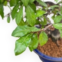 Diospyros kaki - Kaki - 34 cm